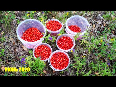 Видео: ЗЕМЛЯНИКА Лесные ЯГОДЫ Июнь