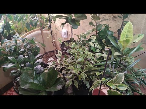 Видео: Мои фикусы в декабре 2024