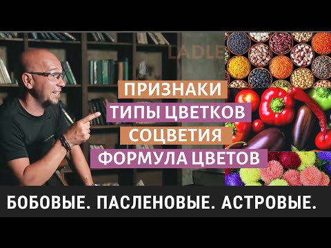 Видео: Семейство Бобовые. Паслёновые. Астровые. Биология 6 класс. Двудольные и Покрытосеменные растения ЕГЭ