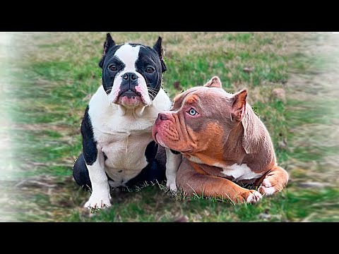 Видео: Хуба и Буба - родные сестры? Этого не может быть!