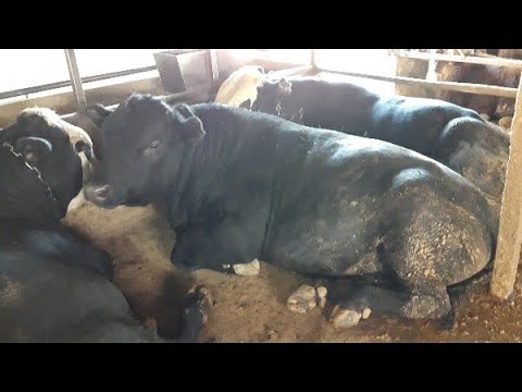 Видео: Бычек сегодня сорвался с цепи , откорм бычков , советы по откорму!