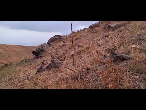 Видео: Шикори кабк