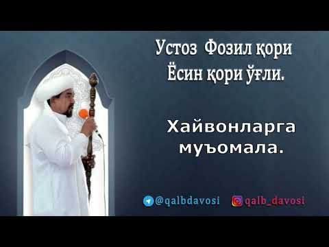 Видео: Хайвонларга муъомала