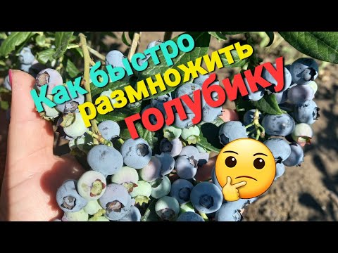 Видео: Быстрый способ размножения голубики.