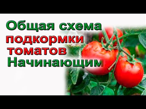 Видео: Советую.Полная схема подкормки томатов.