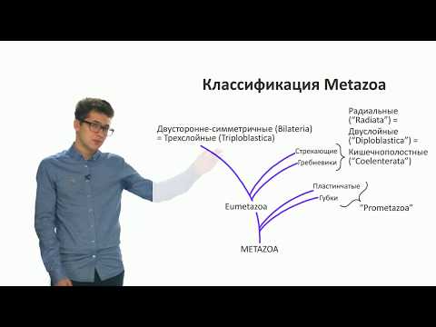 Видео: Зоология беспозвоночных. Разнообразие беспозвоночных. Часть 1 (Виноградов Д. Д.)