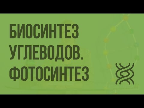 Видео: Биосинтез углеводов. ­Фотосинтез. Видеоурок по биологии 9 класс