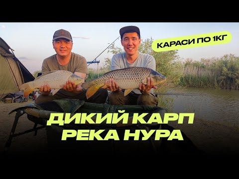 Видео: Дикий карп на реке Нура / Караси 1кг