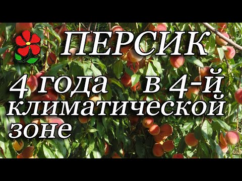 Видео: Мой персик в 4-й климатической зоне. Соблазняю Вас на это растение!