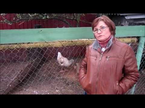 Видео: пастереллёз