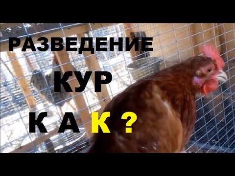 Видео: Разведение кур от А до Я за 20 минут - кормление, содержание, размножение кур.