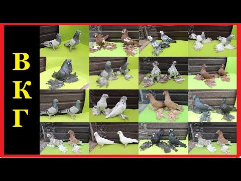 Видео: ГОЛУБИ АДМИНИСТРАТОРА КАНАЛА l Admin Pigeons Collection
