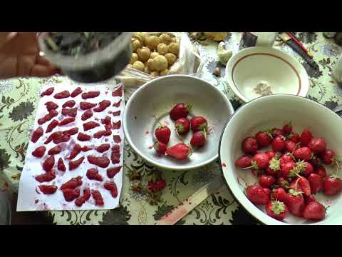 Видео: как собрать семена с клубники