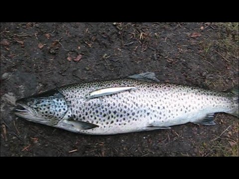 Видео: Кумжа 2020. 2 часть