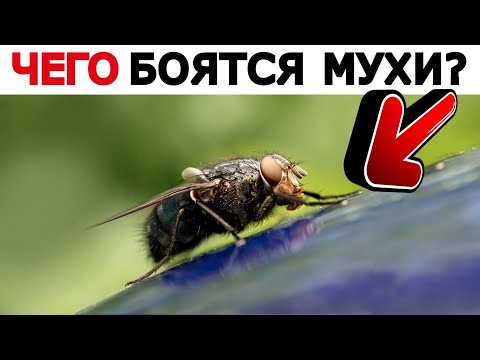 Видео: Как избавиться от мух в квартире. ЭФФЕКТИВНЫЙ МЕТОД ОТ МУХ. Народные средства от мух