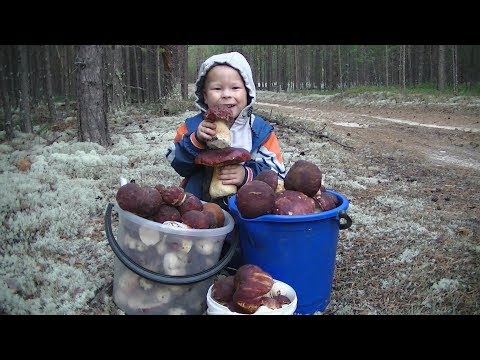 Видео: Тихая охота! На бору полно Боровиков!