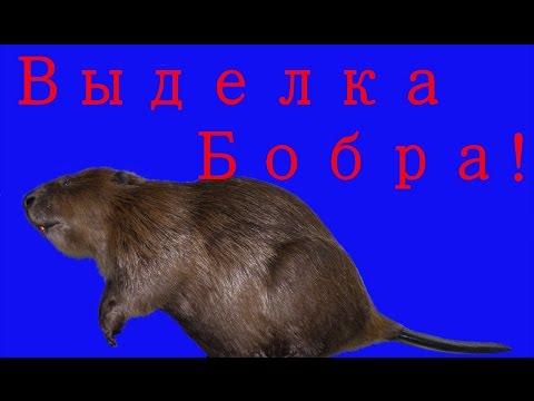 Видео: Выделка меха (шкур) бобра