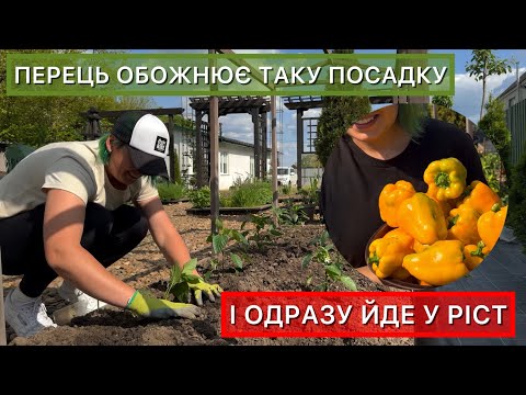 Видео: Висадка розсади перцю у відкритий ґрунт. Як, коли і чим поливати після посадки.