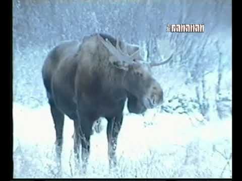 Видео: Охота с Лайкой в Якутии. 3 часть