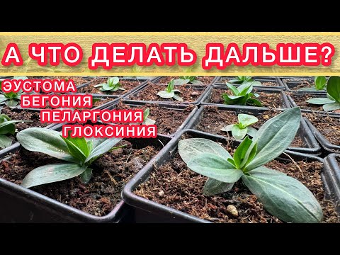 Видео: ВСЁ О ВЫРАЩИВАНИИ САМОЙ СЛОЖНОЙ РАССАДЫ ЦВЕТОВ