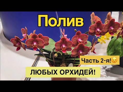 Видео: Полив для цветения | Наращивание корней