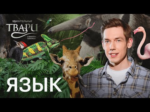Видео: Липкие, шипастые, шершавые и синие. Какие языки бывают у удивительных тварей?
