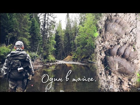 Видео: ОДИН В ТАЙГЕ. Ищу ХАРИУСА среди МЕДВЕДЕЙ и ВОЛКОВ.