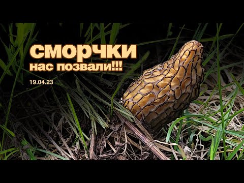 Видео: Грибы позвали!!! Первый массовый сбор сморчков.  19.04.23 #заготовкасморчков