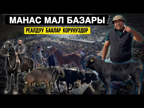 Видео: Мал арзандадыбы⚠️ кой,жылкы,бука баалары реалдуу бааларды тарттык🔥 сатарман көп аларман андан көп