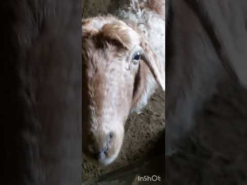 Видео: Қоңыр қоймен, Месқарын төлдеді #науқан#қой#төлдеу