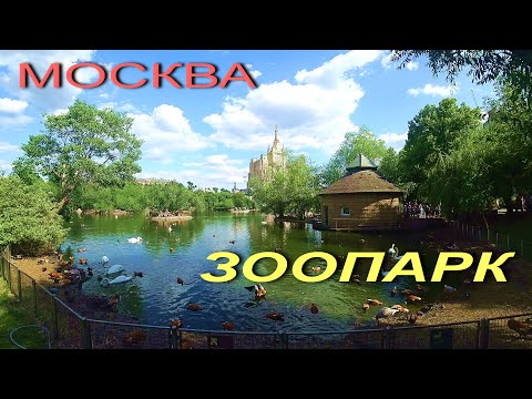 Видео: МОСКВА.18.06.2023. ЗООПАРК ..