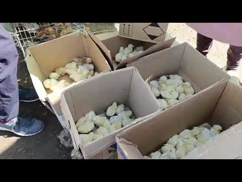 Видео: ТОКМОК МАЛ БАЗАР #куры #цыплята Тоок үндүк кааз брама дакан 👍💥🔥19-Май 2024ж