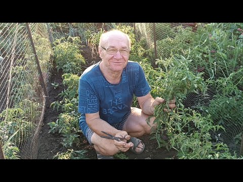 Видео: Відповідаємо на коментар. Як ми пасинкуємо помідори.