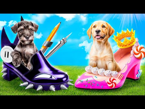 Видео: Домики для собак одного цвета челлендж! Мисс Циркуль vs Candy Princess