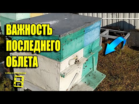 Видео: КАК ПРОСТО ОРГАНИЗОВАТЬ ПОСЛЕДНИЙ ОБЛЕТ ПЧЕЛ ОСЕНЬЮ? ДЛЯ НАЧИНАЮЩИХ ПЧЕЛОВОДОВ 32-21