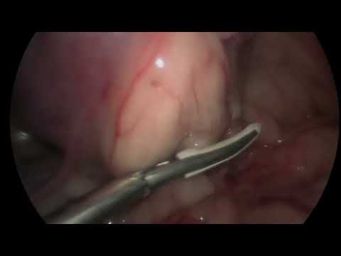 Видео: с тая, пиометра лап