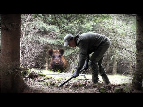 Видео: КАБАНЫ РАСТАЩИЛИ ПОЛНЫЙ КОШЕЛЬ СЕРЕБРА, Я ФИГЕЮ!