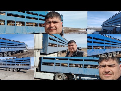Видео: Пошёл погрузка быки делайте ДУА что бы наш машина доехал до хозяйство