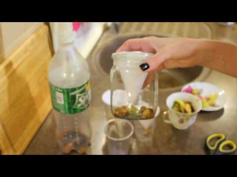 Видео: #Мошки дроздофилы. Как избавиться от мух на кухне. #Лайфхак.