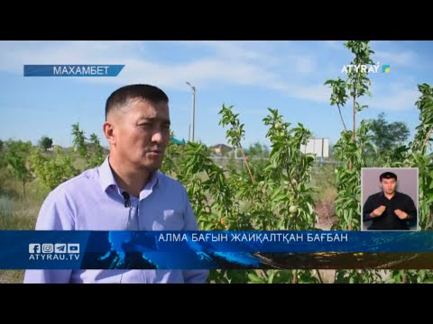 Видео: АЛМА БАҒЫН ЖАЙҚАЛТҚАН БАҒБАН