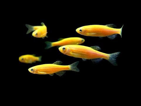 Видео: Разведение данио