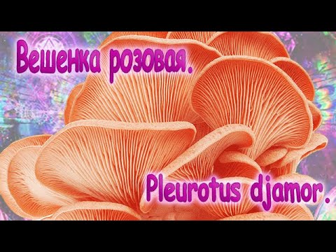 Видео: 71. Вешенка розовая или Фламинго, выращиваем дома.