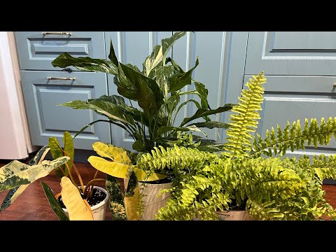 Видео: Пересадка/отвечаю на вопросы/ цветочные мошенники