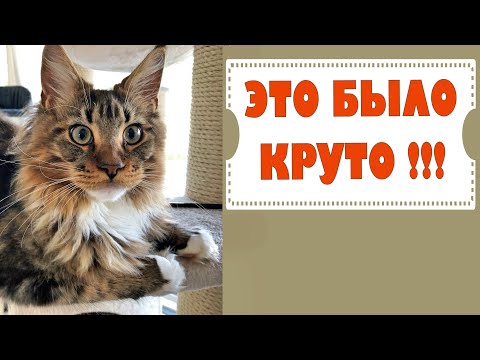 Видео: Приколы с кошками. Домашние бои, котята мейн куны - 36