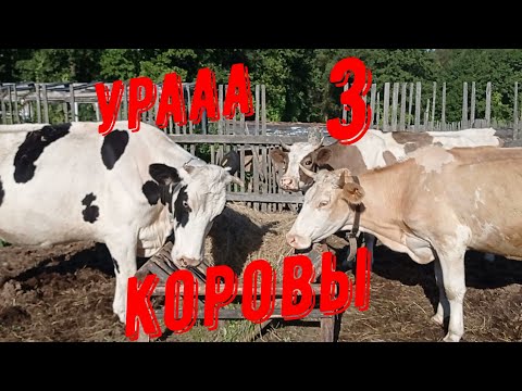 Видео: Купили третью корову. Урааа🥳Наше хозяйство растет. #деревня#корова#