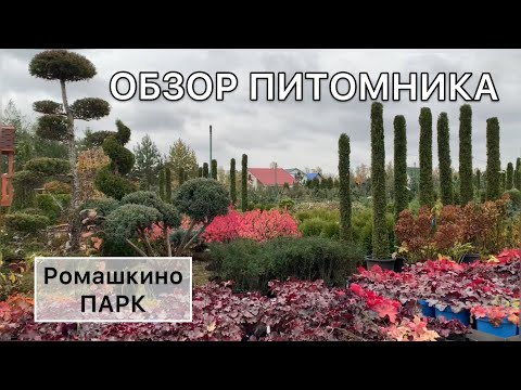 Видео: Выбор растений для сада. Прогулка по питомнику. Ель ПИХТА бересклет МОЖЖЕВЕЛЬНИК  #дневниксадовода