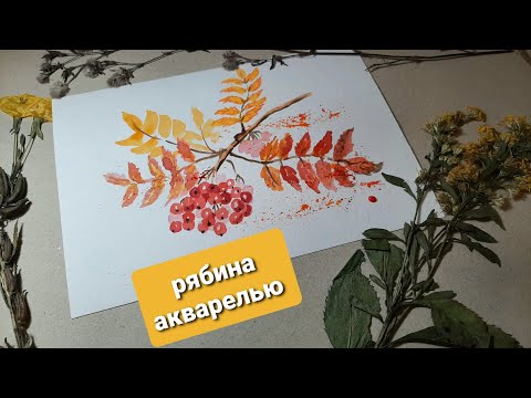 Видео: Рябина акварелью.  Осенние рисунки.  Уроки рисования для новичков