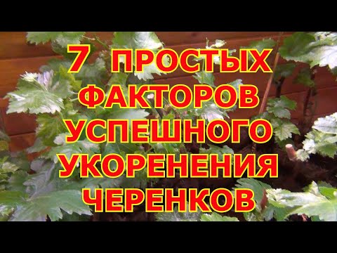Видео: 7 ПРОСТЫХ ФАКТОРОВ УСПЕШНОГО УКОРЕНЕНИЕ ЧЕРЕНКОВ винограда. ЧТО же ИМ НАДО ?