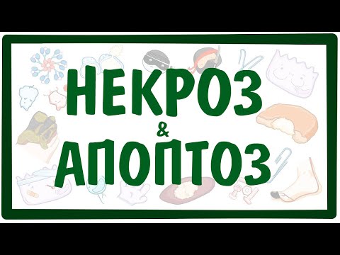 Видео: НЕКРОЗ и АПОПТОЗ