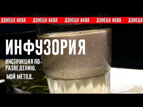 Видео: Amazing idea как вырастить Инфузорию,  Ciliophora, стартовый Корм для рыб, How to make fish food,
